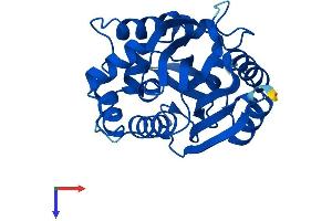 NNMT Protein (AA 1-264) (His tag)