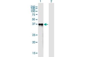 Western Blot analysis of PROL1 expression in transfected 293T cell line ( H00058503-T01 ) by PROL1 MaxPab polyclonal antibody.