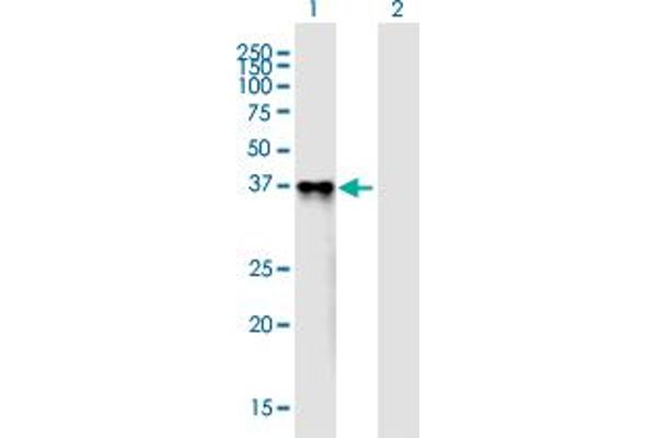 PROL1 抗体  (AA 1-248)