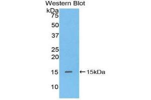 Western Blotting (WB) image for anti-Defensin, alpha 5, Paneth Cell-Specific (DEFA5) (AA 20-94) antibody (ABIN1175204) (DEFA5 antibody  (AA 20-94))