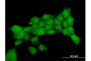 Immunofluorescence of purified MaxPab antibody to PTTG1 on 293 cell. (PTTG1 antibody  (AA 1-202))