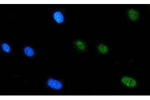 IF analysis of FIP1L1 using anti-FIP1L1 antibody (ABIN7600761). (FIP1L1 antibody  (AA 23-558))