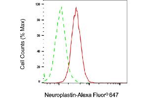 anti-Neuroplastin (NPTN) antibody