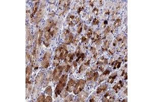 Immunohistochemical staining of human stomach with DRGX polyclonal antibody ( Cat # PAB28276 ) shows strong cytoplasmic positivity in glandular cells.