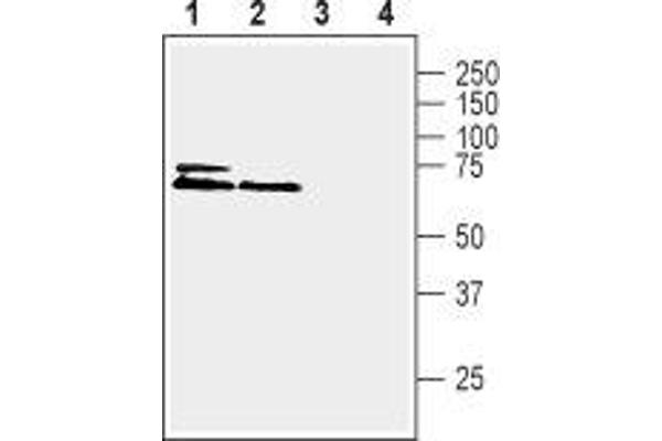 KCNK2 antibody  (Intracellular, N-Term)