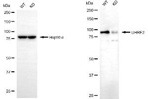 Western blotting analysis using UHRF2 antibody (ABIN7800761).