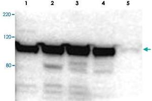 Western blot using MYO1G polyclonal antibody  shows detection of a band ~100 kDa in size corresponding to MYO1G (arrowhead) in MYO1G positive whole cell lysate.