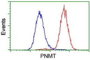 Image no. 3 for anti-Phenylethanolamine N-Methyltransferase (PNMT) antibody (ABIN1500308) (PNMT antibody)