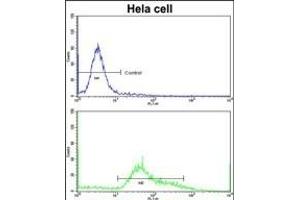 Flow cytometric analysis of hela cells using STR Antibody (C-term)(bottom histogram) compared to a negative control cell (top histogram)FITC-conjugated goat-anti-rabbit secondary antibodies were used for the analysis. (STRAP antibody  (C-Term))
