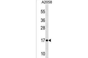 NDUFA12 Antibody (C-term) (ABIN1536636 and ABIN2850177) western blot analysis in  cell line lysates (35 μg/lane). (NDUFA12 antibody  (C-Term))