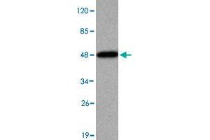 Western blot analysis of KDM3A monoclonal antibody  at 1 : 2000 dilution interacts with recombinant KDM3A protein with a His tag. (KDM3A antibody  (N-Term))
