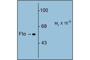 Western Blotting (WB) image for anti-Fat Mass and Obesity-Associated (FTO) (N-Term) antibody (ABIN782440) (FTO antibody  (N-Term))