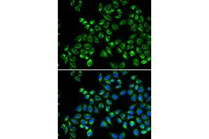Immunofluorescence (IF) image for anti-Complement Component 1, Q Subcomponent Binding Protein (C1QBP) antibody (ABIN1871379) (C1QBP antibody)