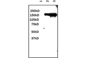 Western Blotting (WB) image for anti-Yellow Fluorescent Protein (YFP) (N-Term) antibody (ABIN1109530) (YFP antibody  (N-Term))
