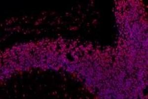 Immunofluorescent analysis of paraformaldehyde-fixed rat cerebellum using,RPAP2 (ABIN7075481) at dilution of 1: 1000 (RPAP2 antibody)
