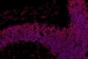 Immunofluorescent analysis of paraformaldehyde-fixed rat cerebellum using,RPAP2 (ABIN7075481) at dilution of 1: 1000 (RPAP2 antibody)