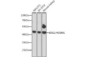 Western blot analysis of extracts of various cell lines, using EDG1/HEXIM1 antibody (ABIN6130353, ABIN6147349, ABIN6147350 and ABIN6216752) at 1:3000 dilution. (S1PR1 antibody  (AA 303-382))