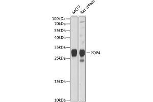 Western blot analysis of extracts of various cell lines, using POP4 Antibody (ABIN6128481, ABIN6145963, ABIN6145965 and ABIN6216240) at 1:1000 dilution. (RPP29 antibody  (AA 1-220))