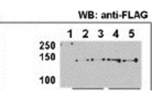 Immunoprecipitation (IP) image for anti-Histone Deacetylase 9 (HDAC9) antibody (ABIN2996012)