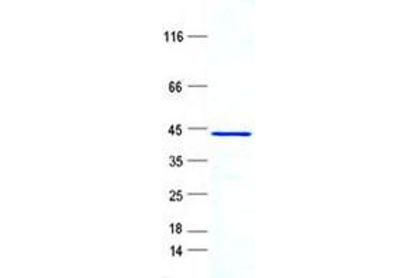 RPL28 Protein (GST tag,His tag)