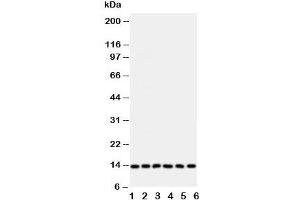 Western blot testing of Glutaredoxin 2 antibody and Lane 1:  rat testis;  and human samples 2: HeLa;  3: U87;  4: NEU;  5: Jurkat;  6: MCF-7 cell lysate (Glutaredoxin 2 antibody  (Middle Region))