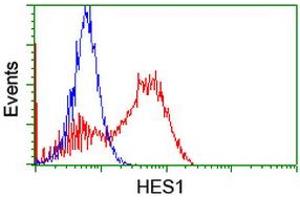 HEK293T cells transfected with either RC211709 overexpress plasmid (Red) or empty vector control plasmid (Blue) were immunostained by anti-HES1 antibody (ABIN2455320), and then analyzed by flow cytometry. (HES1 antibody)