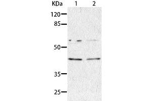 Western Blot analysis of HepG2 and A549 cell using AIMP2 Polyclonal Antibody at dilution of 1:350 (AIMP2 antibody)