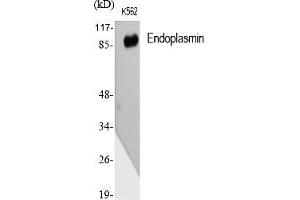 Western Blot analysis of various cells using Endoplasmin Polyclonal Antibody diluted at 1:1000.