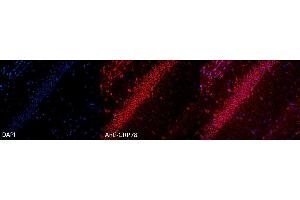 Immunocytochemistry/Immunofluorescence analysis using Rabbit Anti-GRP78 Polyclonal Antibody . (GRP78 antibody  (APC))