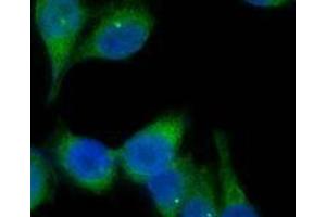 Immunofluorescence (IF) image for Goat anti-Mouse IgG antibody (DyLight 488) (ABIN2667262) (Goat anti-Mouse IgG Antibody (DyLight 488))