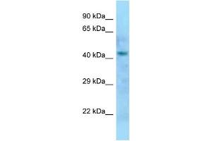 WB Suggested Anti-Dom3z Antibody Titration: 1. (DOM3Z antibody  (N-Term))