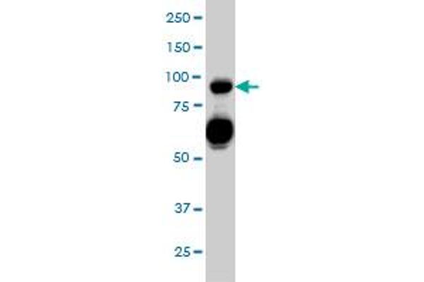 SEMA4D/CD100 antibody  (AA 115-224)