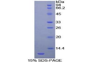 SDS-PAGE analysis of Cow HSPA8 Protein. (Hsc70 Protein)