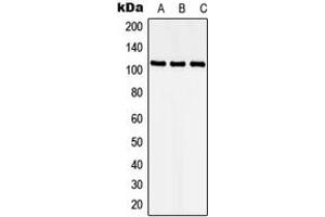 Western blot analysis of CDKL5 expression in HEK293T (A), Raw264. (CDKL5 antibody  (N-Term))