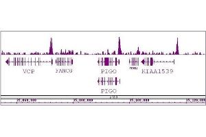 BRD8 / SMAP2 antibody (pAb) tested by ChIP-Seq. (BRD8 antibody  (N-Term))