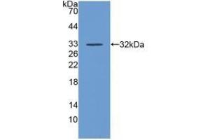 Detection of Recombinant DAF, Human using Polyclonal Antibody to Cluster Of Differentiation 55 (CD55) (CD55 antibody  (AA 35-285))