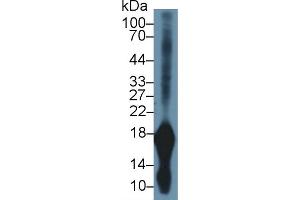 Western Blot; Sample: Rat Stomach lysate; Primary Ab: 1µg/ml Rabbit Anti-Mouse GKN1 Antibody Second Ab: 0.