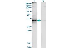 Western Blot analysis of TNFSF8 expression in transfected 293T cell line by TNFSF8 monoclonal antibody (M01A), clone 2E11. (TNFSF8 antibody  (AA 153-234))