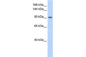 WB Suggested Anti-SCUBE2 Antibody Titration:  0. (SCUBE2 antibody  (C-Term))