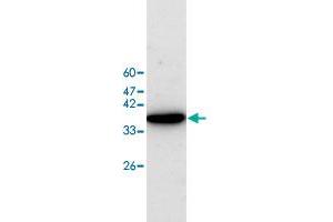 Western blot analysis of HEK293 whole cell lystae with EIF5A polyclonal antibody  at 1:500 dilution. (EIF5A antibody)