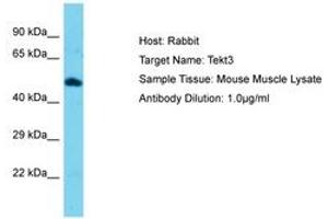 Image no. 1 for anti-Tektin 3 (TEKT3) (AA 111-160) antibody (ABIN6750393) (Tektin 3 antibody  (AA 111-160))