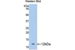 Detection of Recombinant PHB, Human using Polyclonal Antibody to Prohibitin (PHB) (Prohibitin antibody  (AA 177-272))