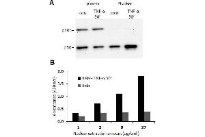 Transcription factor activity assay of NF-κB p50 from nuclear extracts of HeLa cells or HeLa cells treated with TNF-α. (CD40 ELISA Kit)