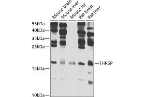 Western blot analysis of extracts of various cell lines, using THRSP antibody (ABIN6129590, ABIN6149129, ABIN6149130 and ABIN6223067) at 1:1000 dilution. (THRSP antibody  (AA 1-146))