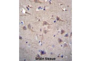 CCT8 Antibody (C-term) immunohistochemistry analysis in formalin fixed and paraffin embedded human brain tissue followed by peroxidase conjugation of the secondary antibody and DAB staining. (CCT8 antibody  (C-Term))