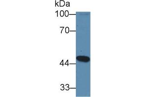 Western Blot; Sample: Mouse Heart lysate; Primary Ab: 1µg/ml Rabbit Anti-Mouse GCDH Antibody Second Ab: 0. (GCDH antibody  (AA 270-438))