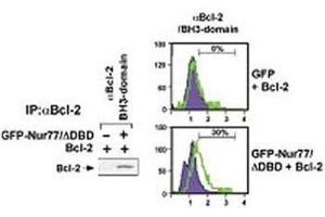 (Left) HEK293 cells transfected with a plasmid coding for a DNA-binding domain-deleted construct of Nur77 (GFP-Nur77/dDBD) by using NSJ# F42666 Bcl-2 antibody for IP and a different Bcl-2 antibody for WB. (Bcl-2 antibody  (AA 75-110))