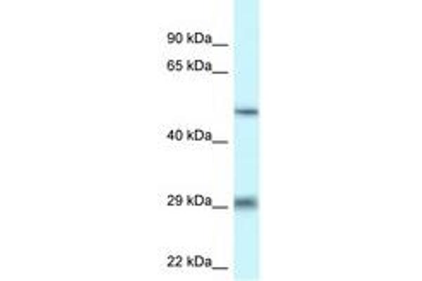 LIPH antibody  (AA 259-308)
