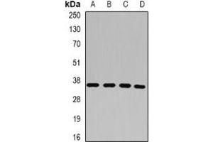 Western blot analysis of p43 expression in HepG2 (A), HT29 (B), MCF7 (C), A549 (D) whole cell lysates. (p43 antibody)