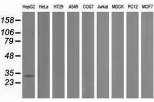 Western blot analysis of extracts (35 µg) from 9 different cell lines by using anti-PECR monoclonal antibody. (PECR antibody)
